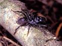 Atypus_piceus_P1085_Z_82_Les Gris_Frankrijk